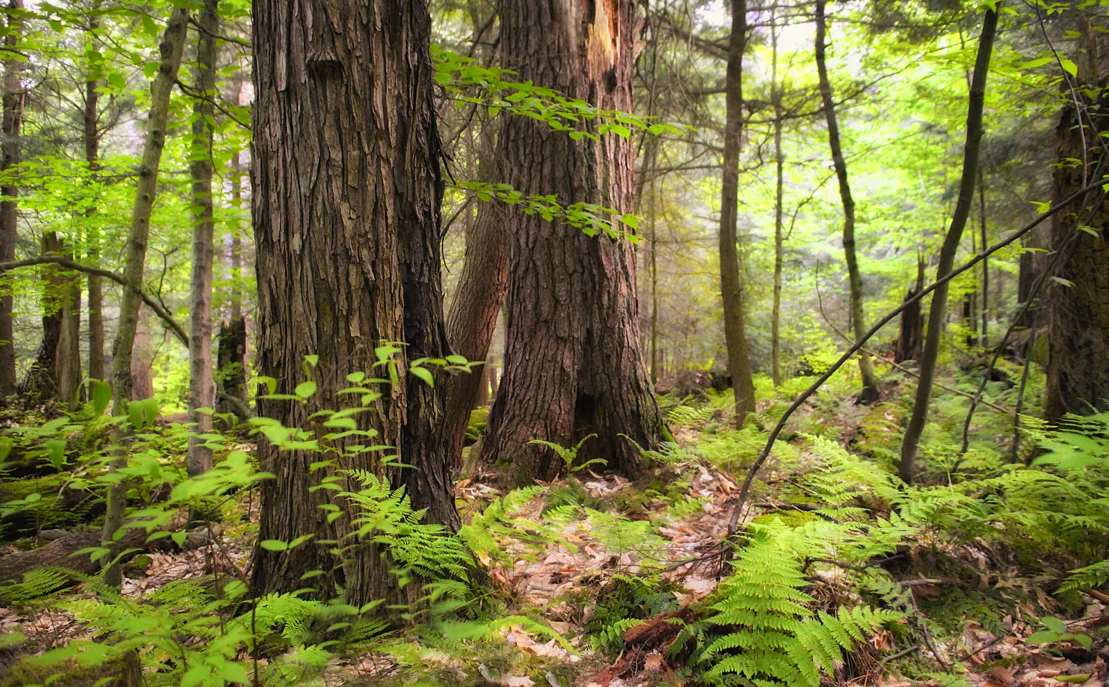 Old-growth forest, Warren County, within the Hearts Content Scenic Area of Allegheny National Forest.